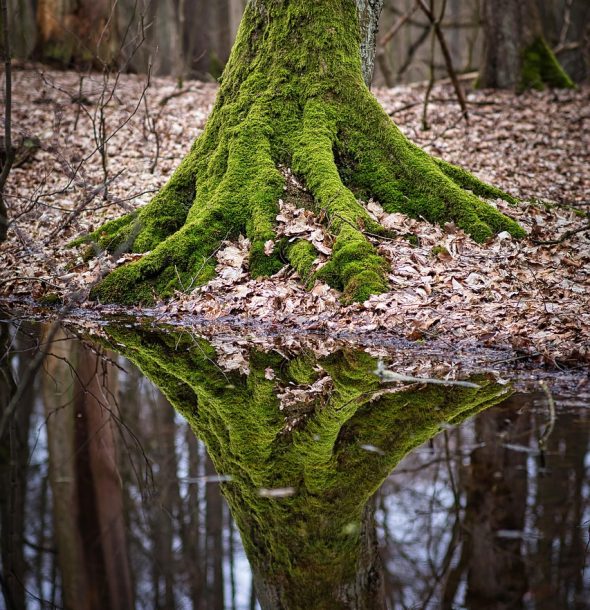 dbu_direktessehen-tree-trunk-7917515_1280