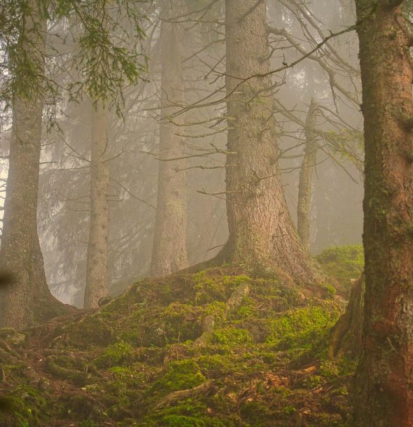 juncala-forest-7406241_1280